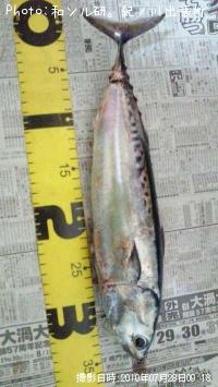 ¥½¥¦¥À¥¬¥Ä¥ª