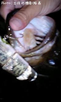 �֥�å��Х�