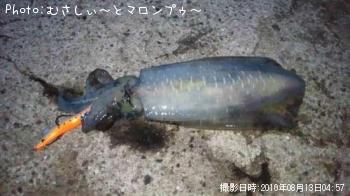 �����ꥤ��