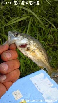 ¥»¥¤¥´¡¡¥Ï¥¼¡¡¥¦¥Ê¥®¡¡¥¨¥¤