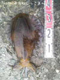 �����ꥤ��