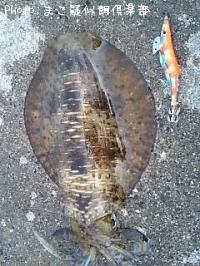 ¥¢¥ª¥ê¥¤¥«