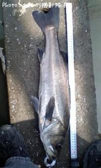 �ۥ�������