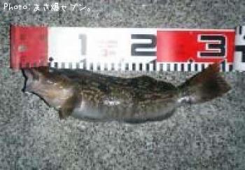 �����ʥ�