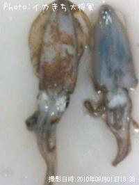 ¥¢¥ª¥ê¥¤¥«