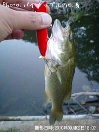 ¥Ö¥é¥Ã¥¯¥Ð¥¹