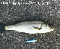 ¥·¡¼¥Ð¥¹