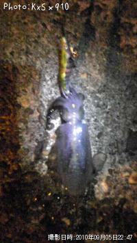 ¥¢¥ª¥ê¥¤¥«