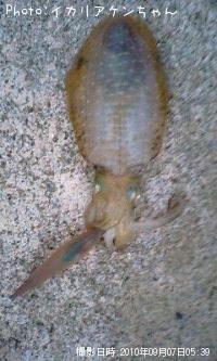 ¥¢¥ª¥ê¥¤¥«