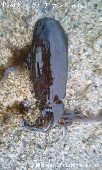 ¥¢¥ª¥ê¥¤¥«