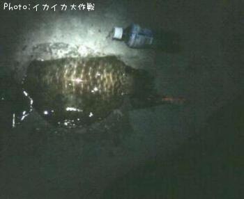 ¥¢¥ª¥ê¥¤¥«