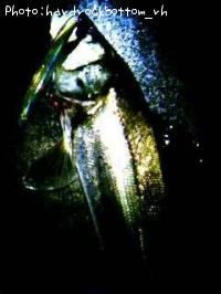 �����Х�