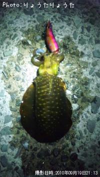 ¥¢¥ª¥ê¥¤¥«