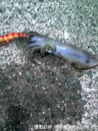 ¥¢¥ª¥ê¥¤¥«