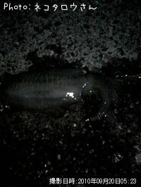 ¥¢¥ª¥ê¥¤¥«