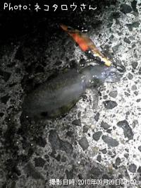 ¥¢¥ª¥ê¥¤¥«