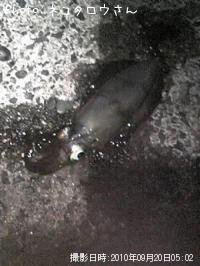 ¥¢¥ª¥ê¥¤¥«