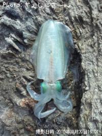 �����ꥤ��