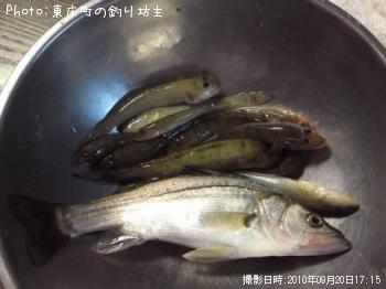 ¥Ï¥¼¡¡¥»¥¤¥´