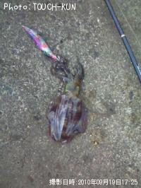 ¥¢¥ª¥ê¥¤¥«