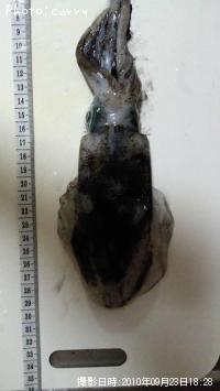 ¥¢¥ª¥ê¥¤¥«