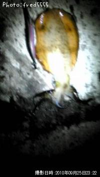 ¥¢¥ª¥ê¥¤¥«