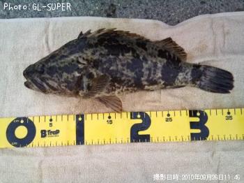 ¥¿¥±¥Î¥³¥á¥Ð¥ë