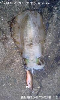 ¥¢¥ª¥ê¥¤¥«