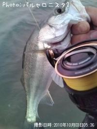 �����Х�