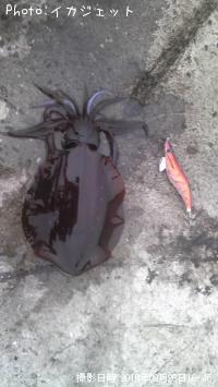 ¥¢¥ª¥ê¥¤¥«