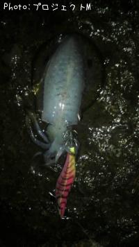 ¥¢¥ª¥ê¥¤¥«