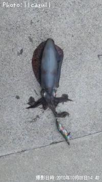 ¥¢¥ª¥ê¥¤¥«