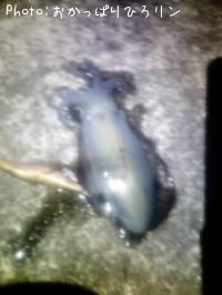 �����ꥤ��