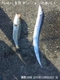 ¥·¡¼¥Ð¥¹¡ªÂÀÅáµû