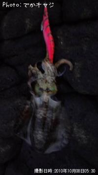 ¥¢¥ª¥ê¥¤¥«