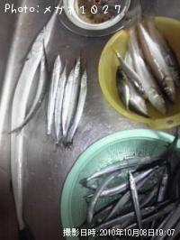 ¥µ¥è¥ê¡¢¥¥¹