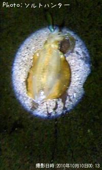 ¥¢¥ª¥ê¥¤¥«