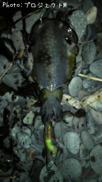 ¥¢¥ª¥ê¥¤¥«