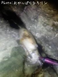 �����ꥤ��