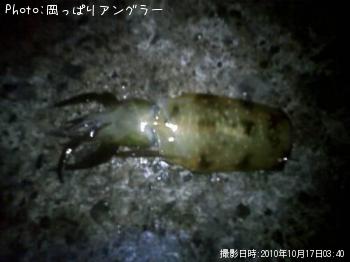 ¥¢¥ª¥ê¥¤¥«