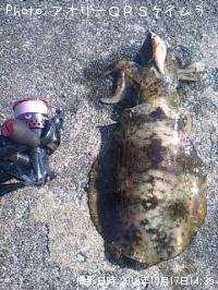 ¥¢¥ª¥ê¥¤¥«