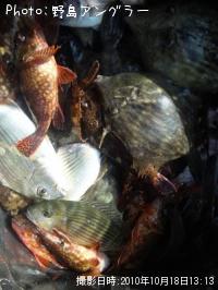 ¾®Âä¡¢¥«¥µ¥´¡¢¥Ù¥é