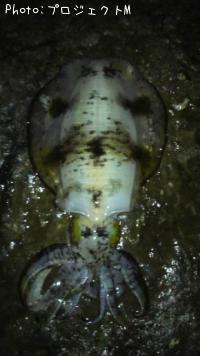 �����ꥤ��