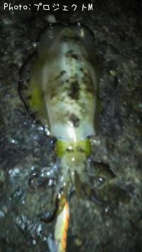 ¥¢¥ª¥ê¥¤¥«