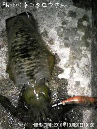 ¥¢¥ª¥ê¥¤¥«