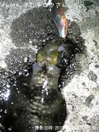 ¥¢¥ª¥ê¥¤¥«