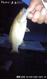 ¥¹¥â¡¼¥ë¥Þ¥¦¥¹