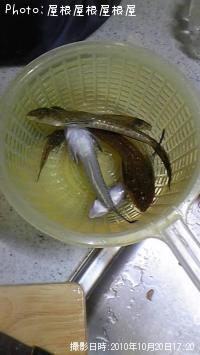 ¥×¥Á¥µ¥¤¥º¡¡¥Ï¥¼¥¥¹¥³¥Á