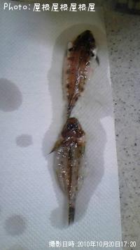 ¥×¥Á¥µ¥¤¥º¡¡¥Ï¥¼¥¥¹¥³¥Á