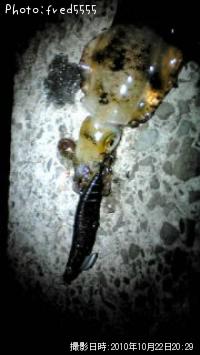 ¥¢¥ª¥ê¥¤¥«